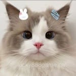 Avatar of Areeba Tariq