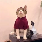 Avatar of Hammad Iqbal